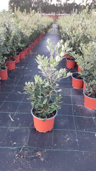 Plantas metrosideros