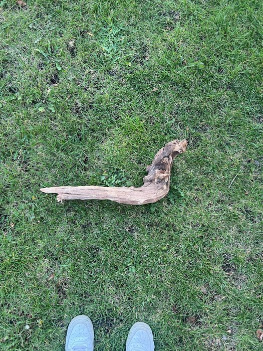 Korzeń florystyczny/ do akwarium