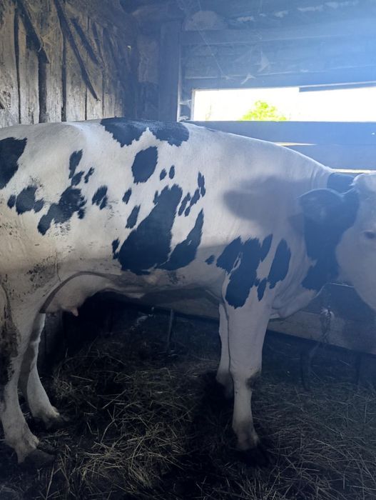 Продам корову на вибір