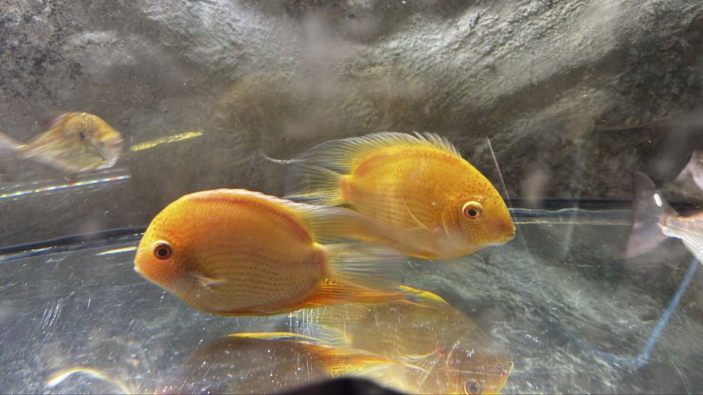 Casal severum Gold