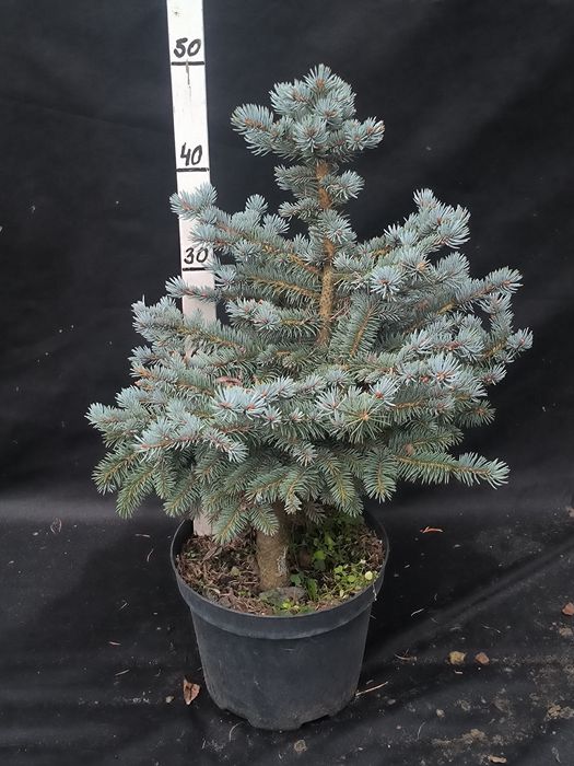 Продаж та догляд за рослинами