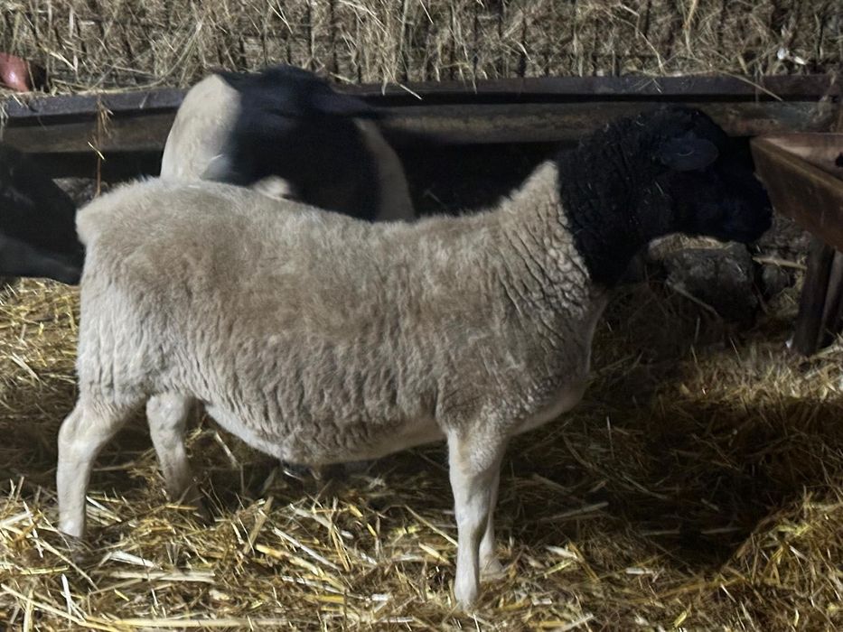 Cordeira Dorper grávida