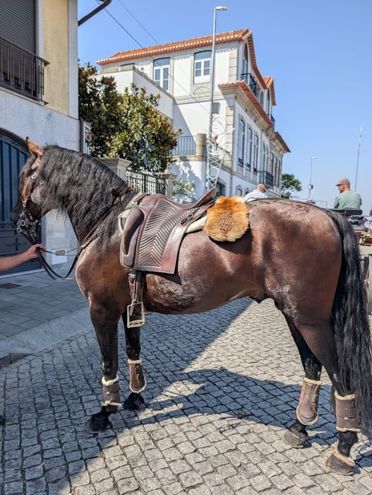 Cobricoes cavalo PSL