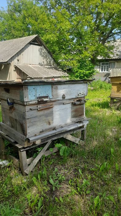 Продам бложи сім'ї гарантія 100%