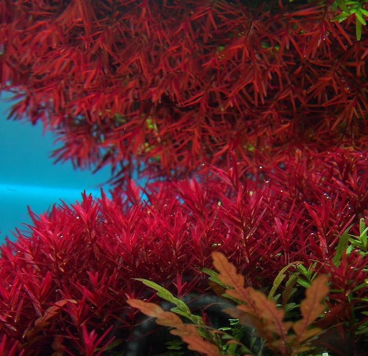 Rotala Rotundifolia 'H'ra''