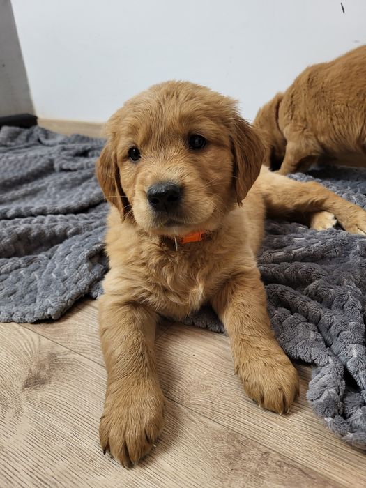 Ciemnozłota suczka Golden Retriever