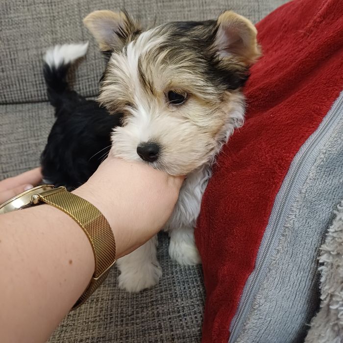 Chlopiec Yorkshire Terrier