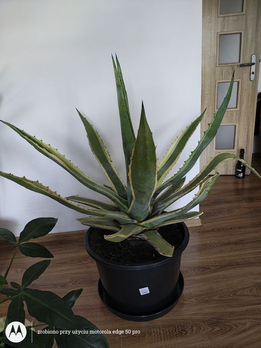 Agawa amerykańska 25letnia