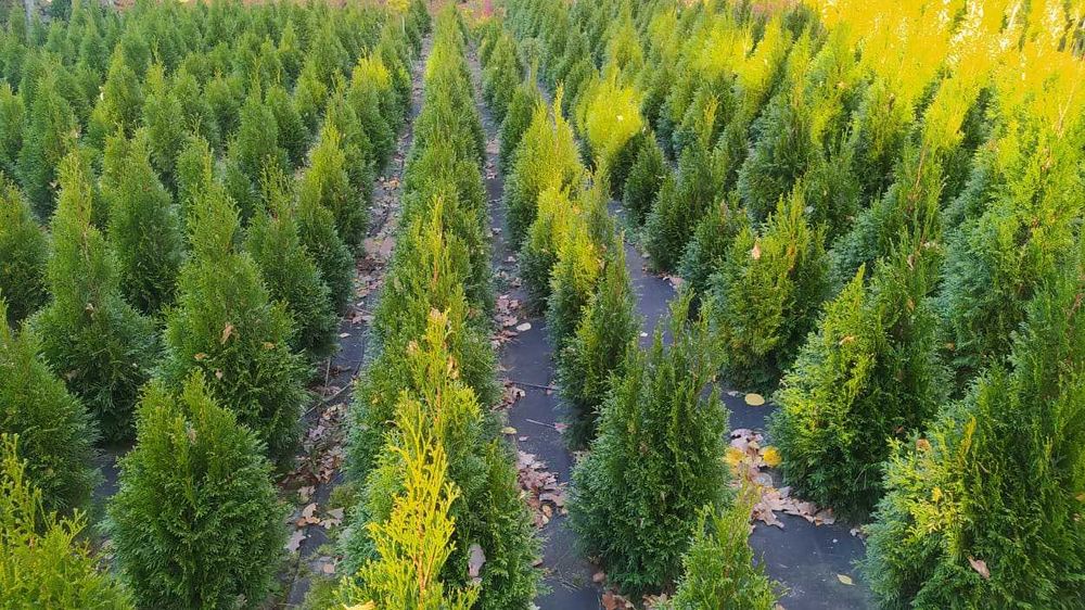 Thuja Thuje Szmaragd Żywotnik Tuja Bonsai Spirala Cyprys Boulevard