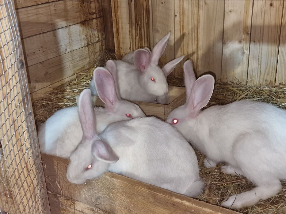 Króliki Termondzki Bialy samce samice