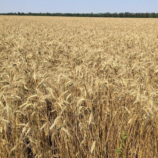 Насіння пшениці на посів Шестопалівка