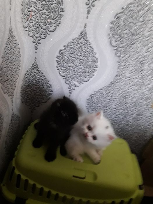 Продаются котята