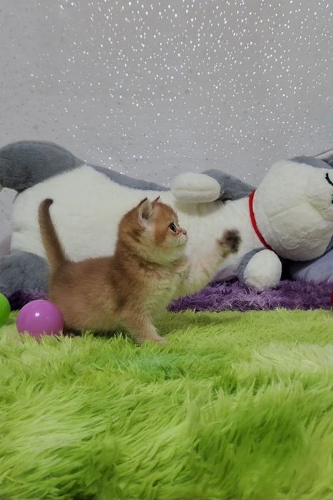 Шотландське кошеня золота шиншила