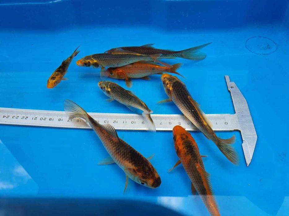 Продам малька кої, комети та інші види декоративних риб