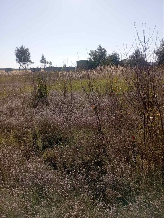 Земельна ділянка 18,45. Село Клочків Чернігівський район.