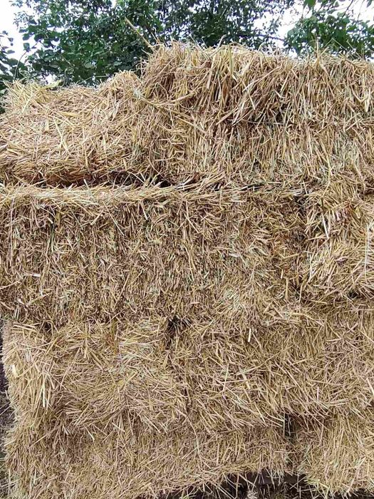Солома ячменная в тюках