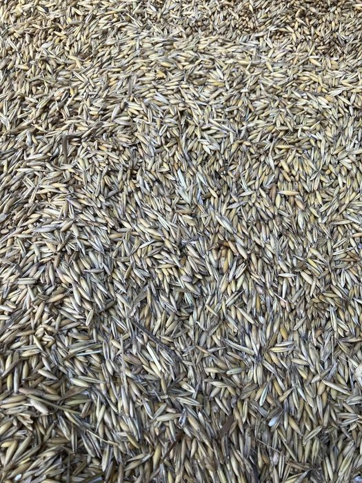 ! ! ! ! Owies Bingo ! ! ! !