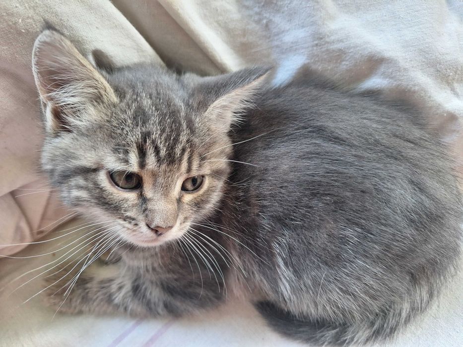 Продається 1.5 місяця дівчинка  сама їстьна лоток ходить