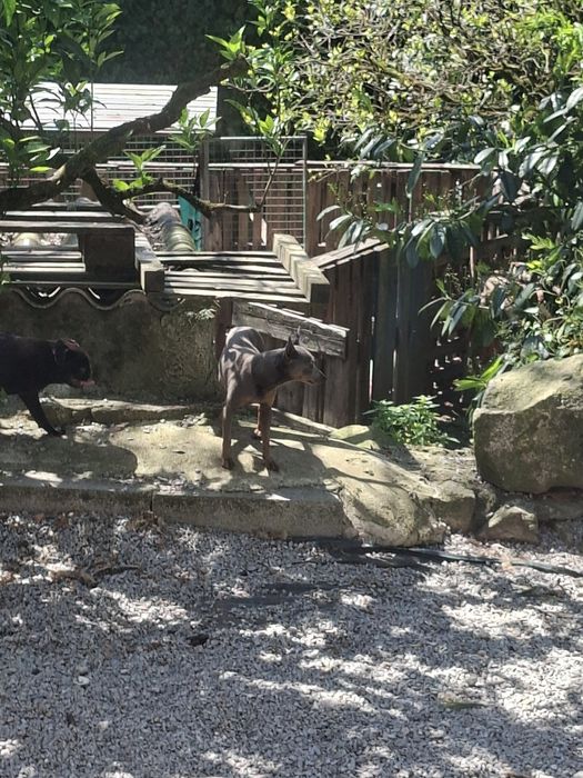 Pinsher macho cinza 2 anos