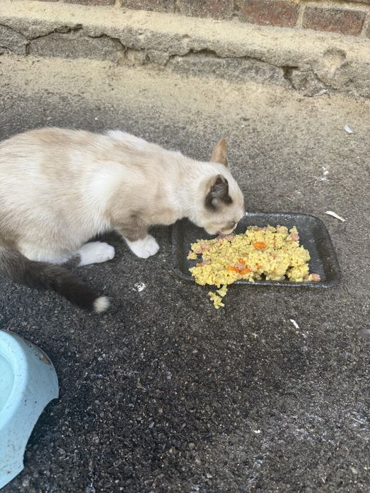 Киця, вік 3 місяці, шукає родину