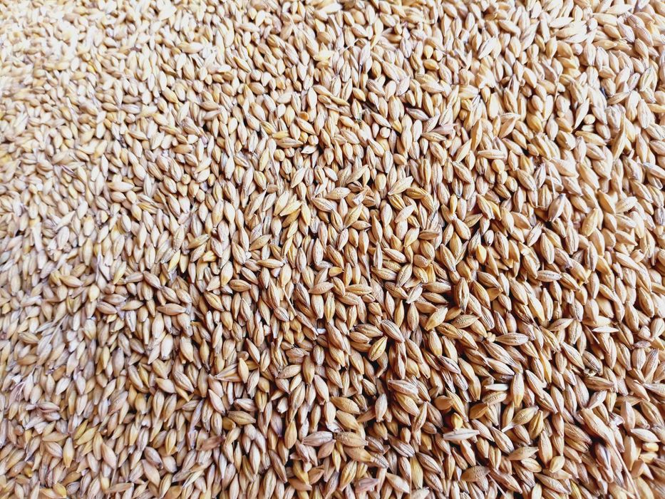 Jęczmień jary tegoroczny zbiór