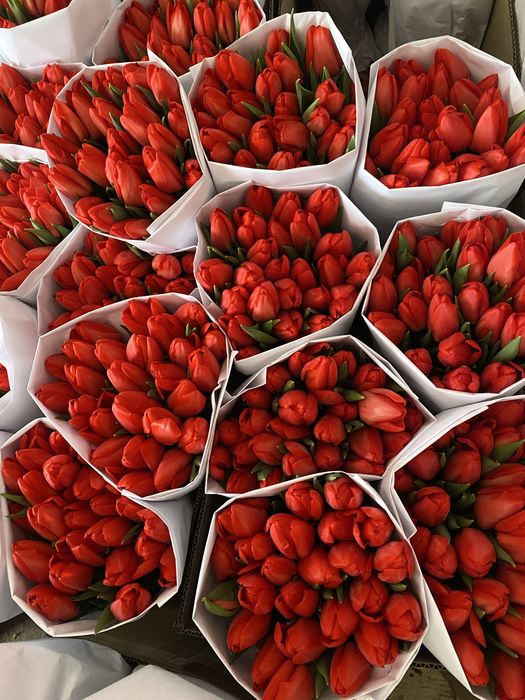 Продам тюльпан оптом к 8 марта