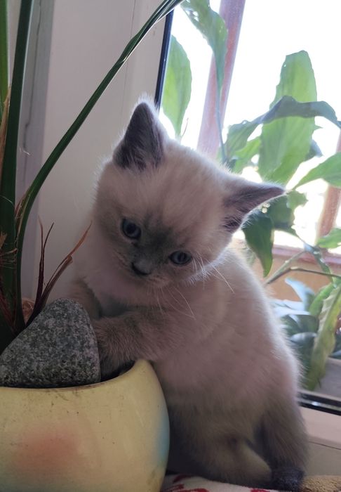 Кошенята британські, котики, кицюні