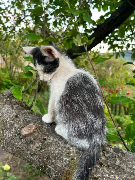 Кошенятко кішечка шукає родину