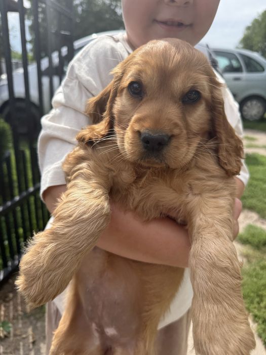 Cocker Spaniel Suczka