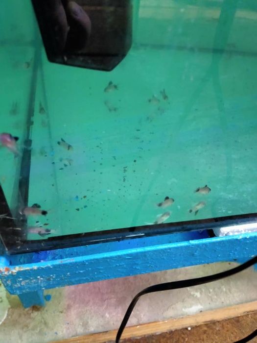 kirys panda Corydoras panda