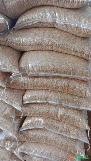 Milho miúdo para criação de animais