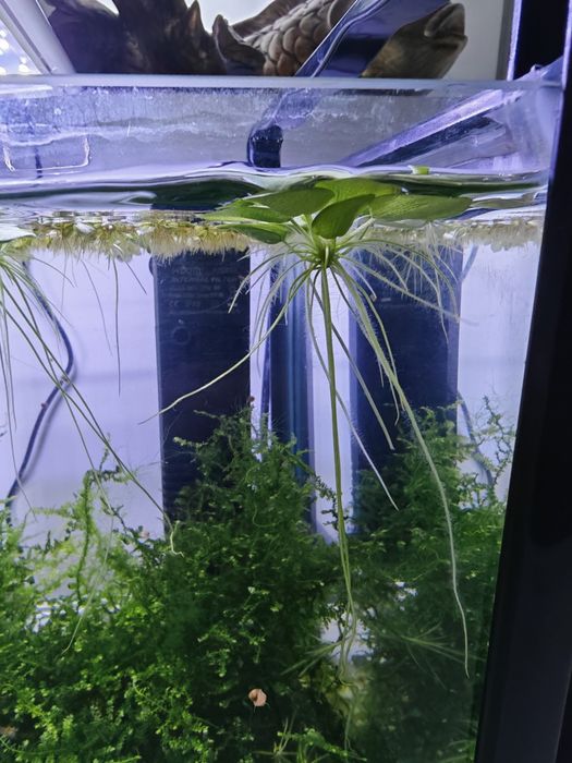 Amazon Frogbit (Limnobium Laevigatum) – Planta Flutuante para Aquário