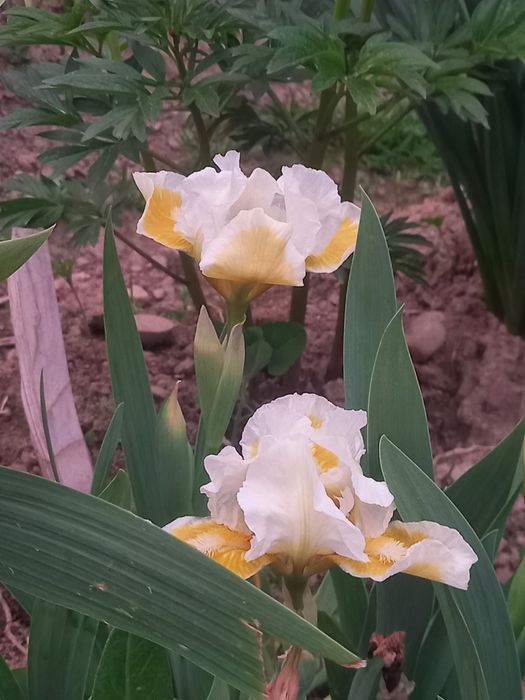 Іриси високорослі та низькорослі