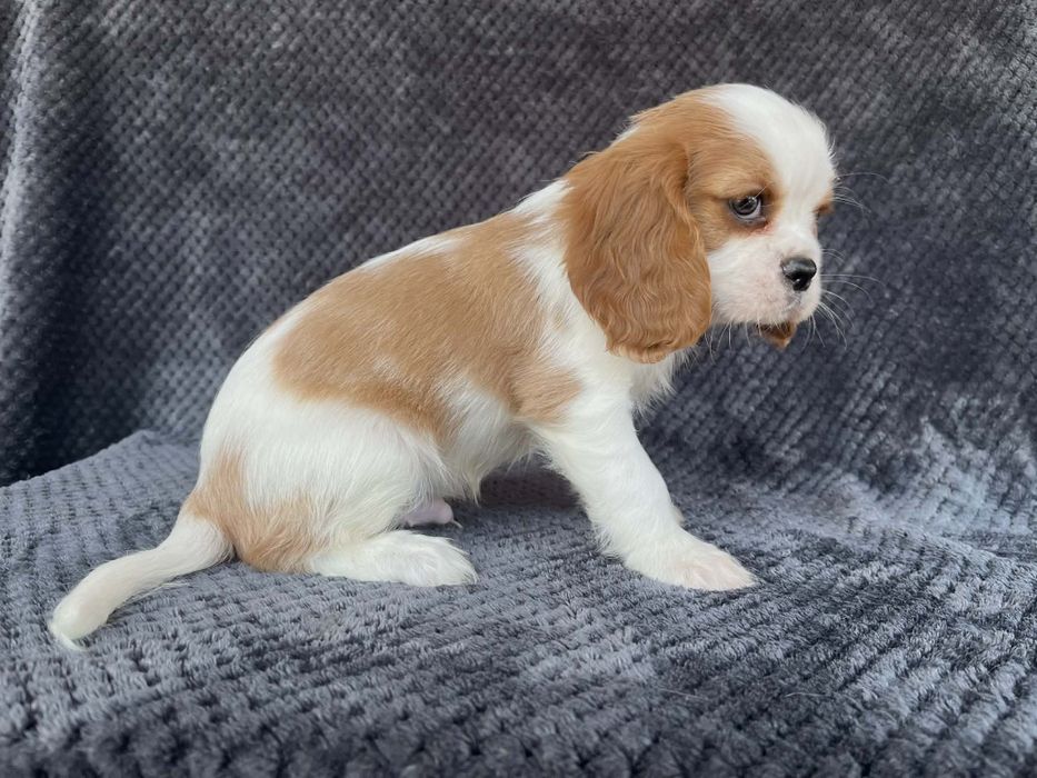 Cavalier King charles spaniel  piesek