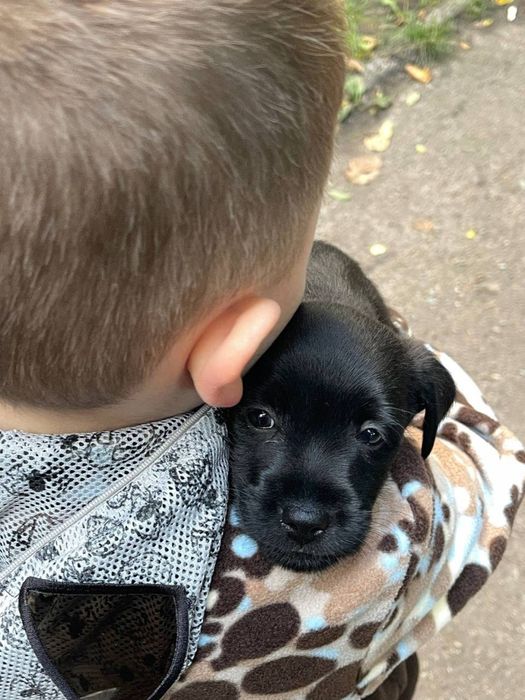 Песик в добрі руки