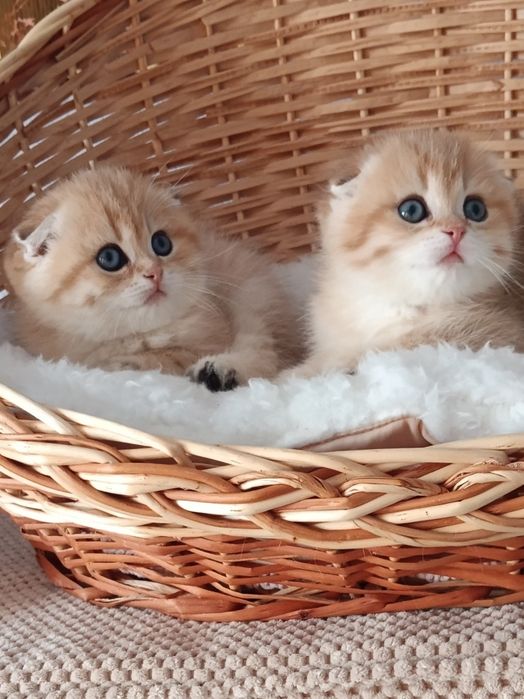 Шотландські муркотуни