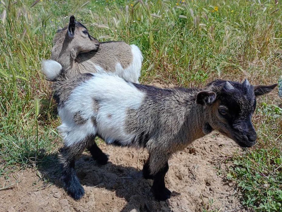 Cabras anãs meiguinhas e mansas