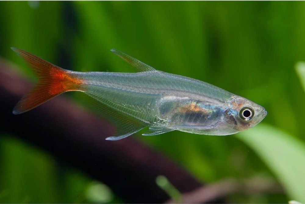 Peixe vidro cauda vermelha  e gupys
