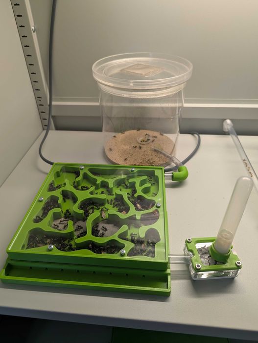 Mrówki Camponotus Japonicus