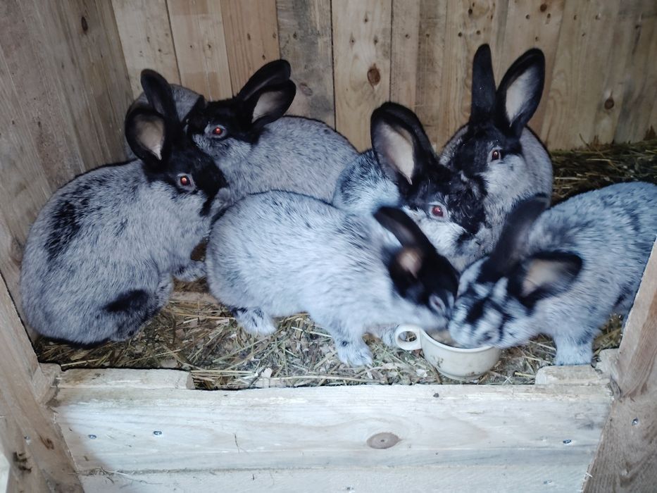 Wjs 7 tyg same samce