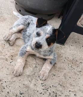 Boiadeiro-australiano