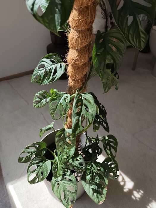 Monstera Adansonii (Monkey Mask)