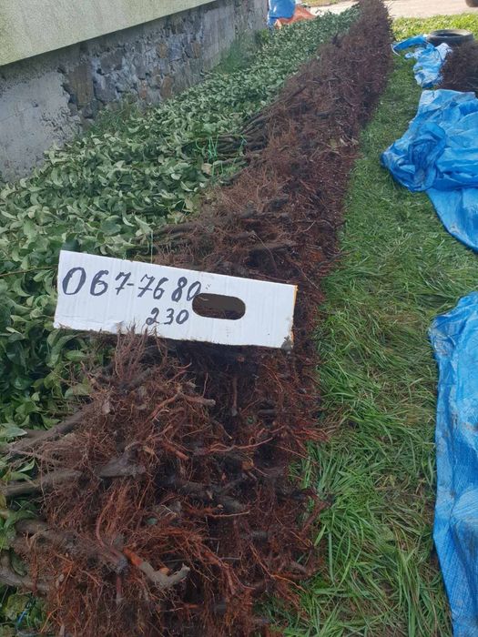 Саджанці груші, персика