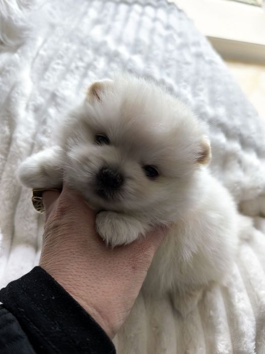 Spitz anão. Lulu da Pomerânia. Perfeito