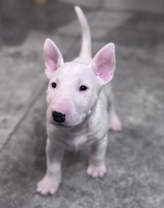 Suczka bulterier standard