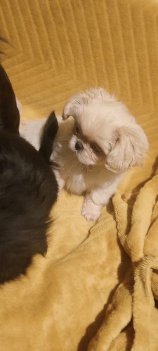 Дітки пекінеси шукають люблячих ма та па