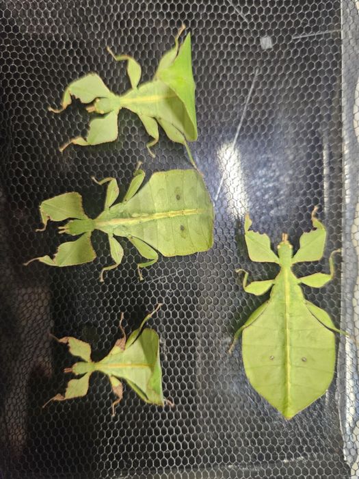 Liściec Liśćce Liściec Cryptophyllium limogesi "Thac Krong Kmar"