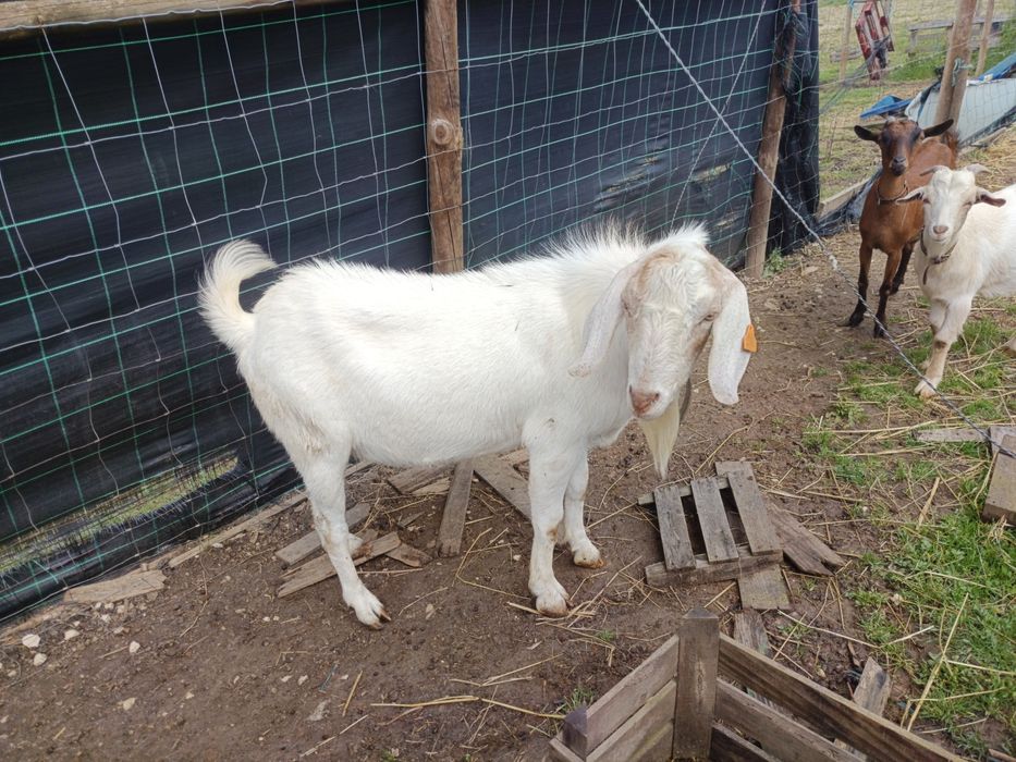 1 chibo e 2 cabras