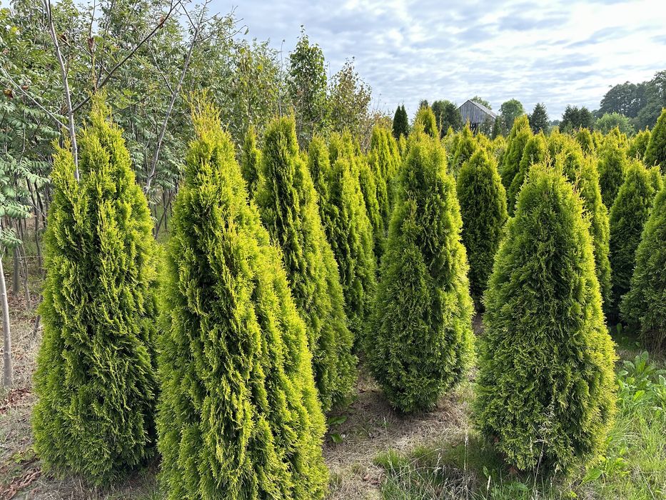 Tuja Szmaragd Gold na żywopłot 160-200cm złoty szmaragd