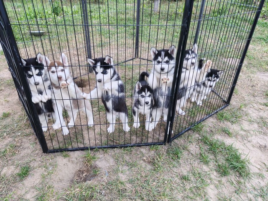 Husky hasky pies